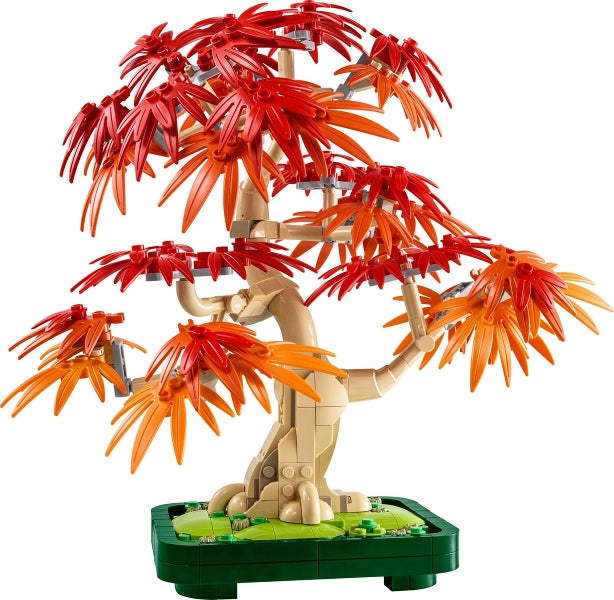 Japanese Maple Tree (10348)