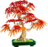 Japanese Maple Tree (10348)