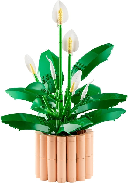 Peace Lily (11504)