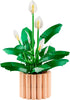 Peace Lily (11504)