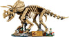 Dinosaur Fossils: Triceratops (77985)